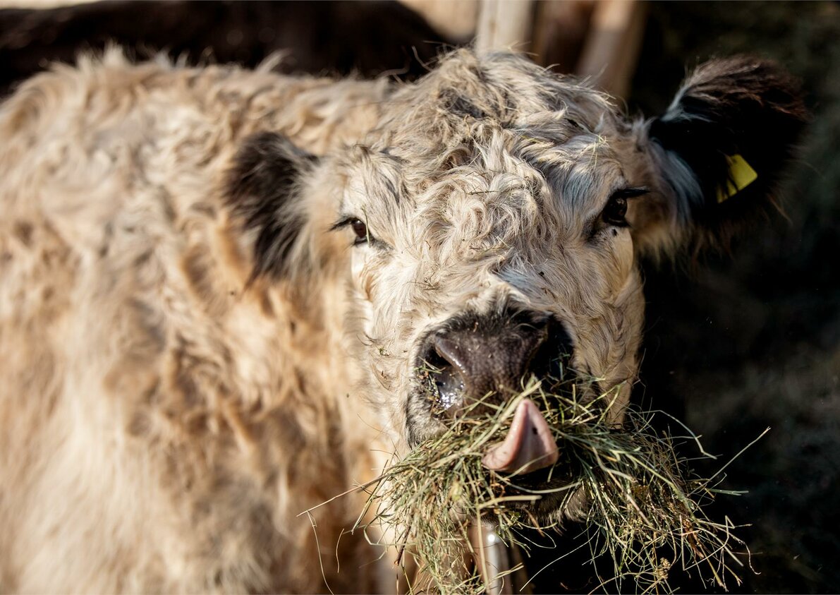 Unsere Galloways