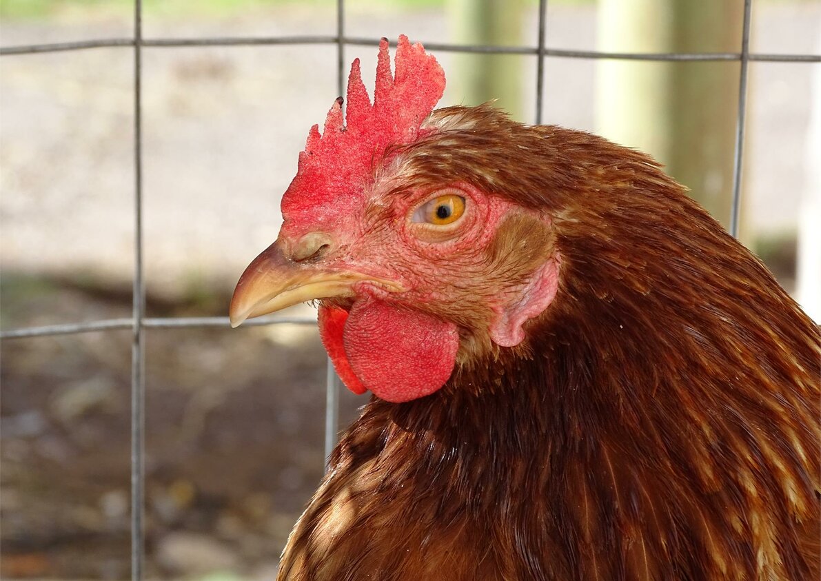 Happy chickens at the farm - Rotsteinhof farm in Verano/Vöran, South Tyrol