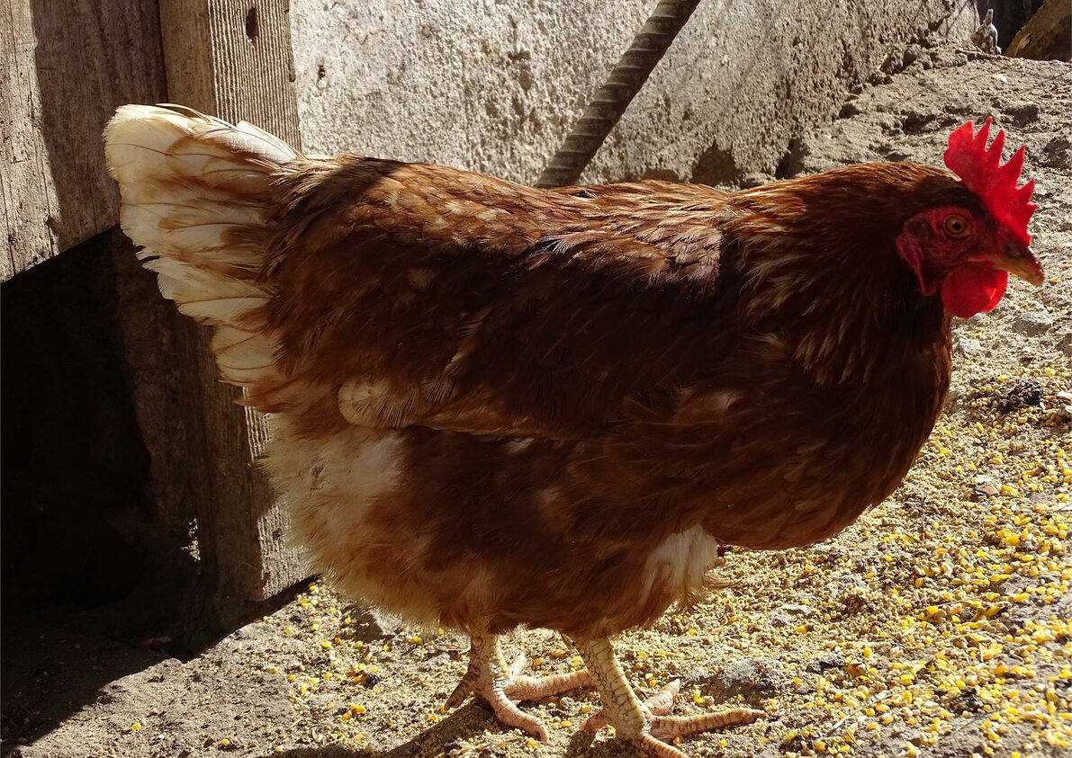 Happy chickens at the farm - Rotsteinhof farm in Verano/Vöran, South Tyrol