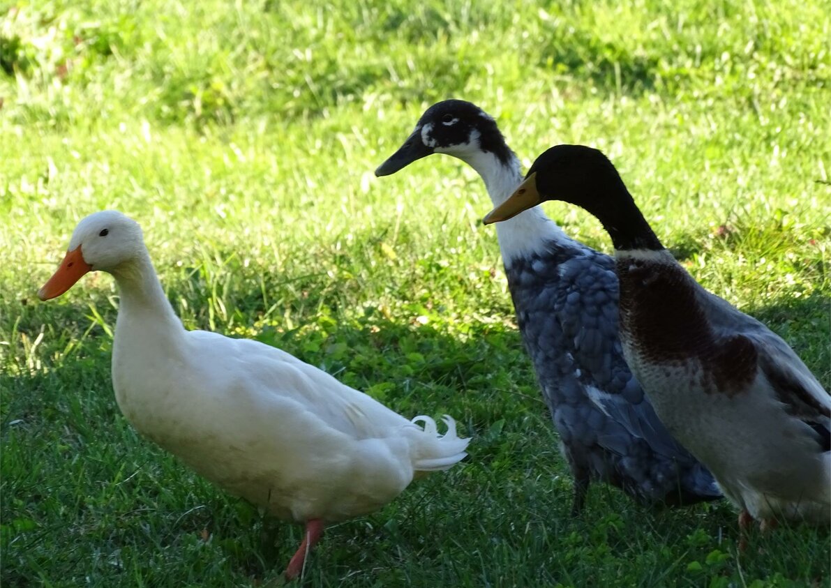 Geese in arrive - Rotsteinhof farm in Verano/Vöran, South Tyrol