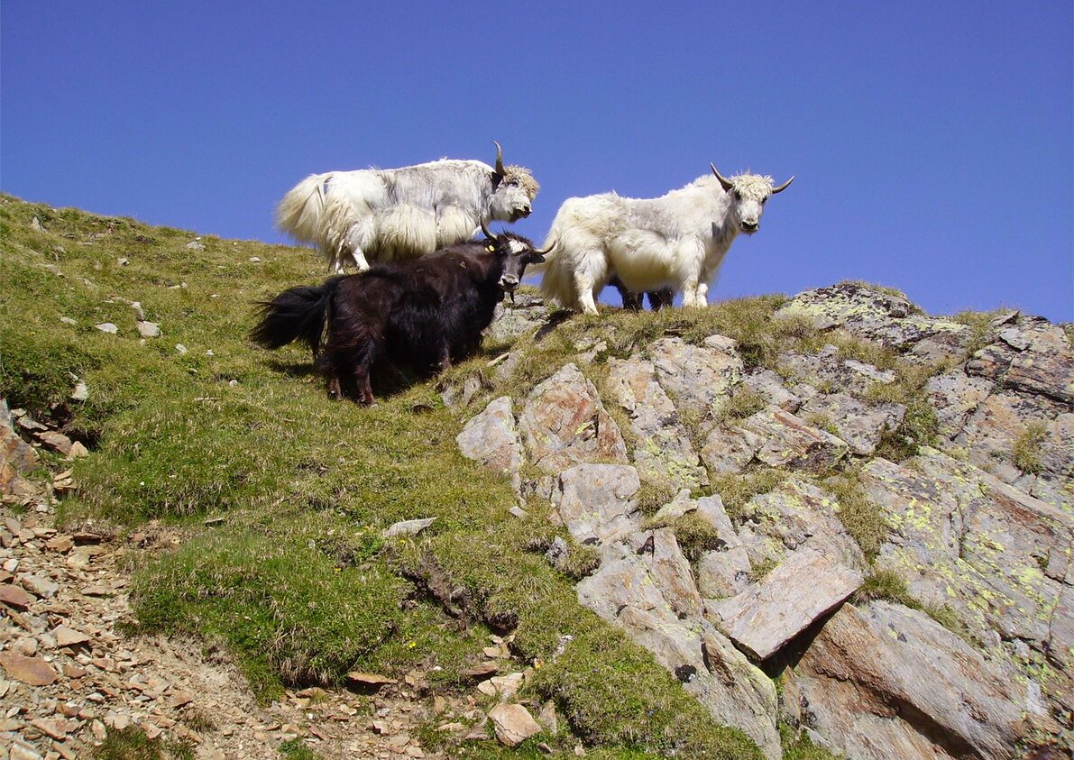 Antholz