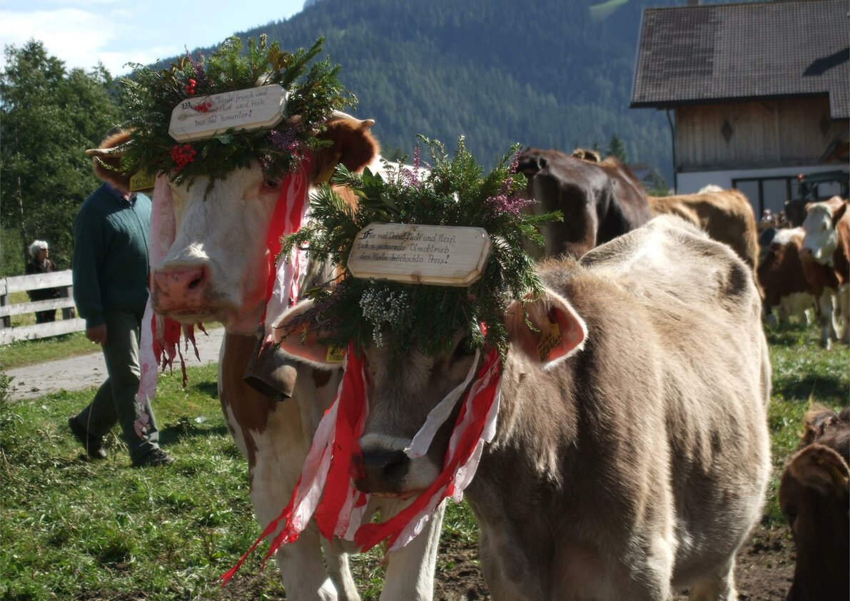 Bringing cattle down from the mountain pastures