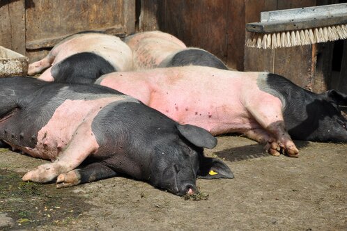 Schweine in der Sonne