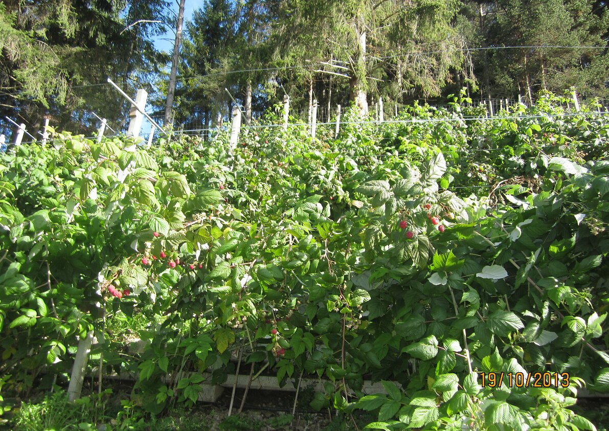 Hauseigene Himbeeren