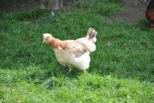 Chicken run