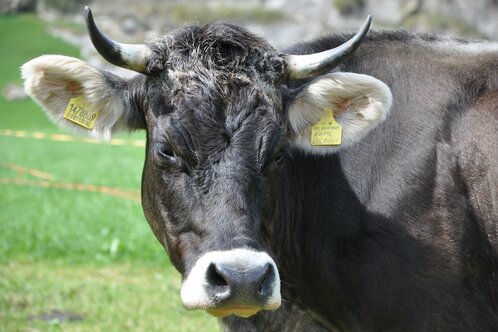 Cow