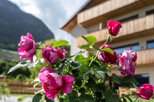 rose