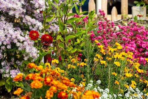 Fall flowers