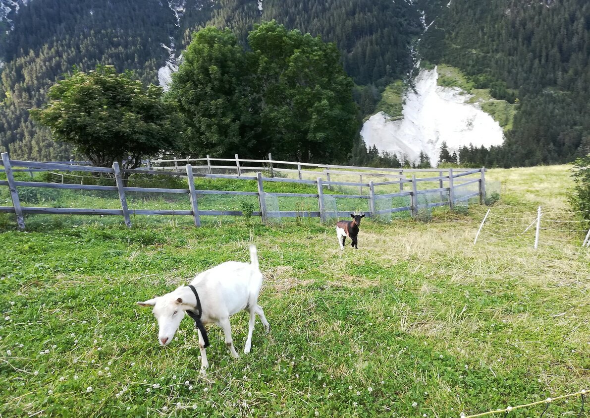 Tiere