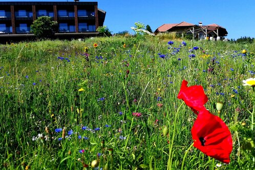 Hotel Naturidylle Geyrerhof ®